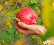 Naturalna konfitura z owoców granatu bez cukru, 240g