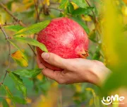 Naturalna konfitura z owoców granatu bez cukru, 200g