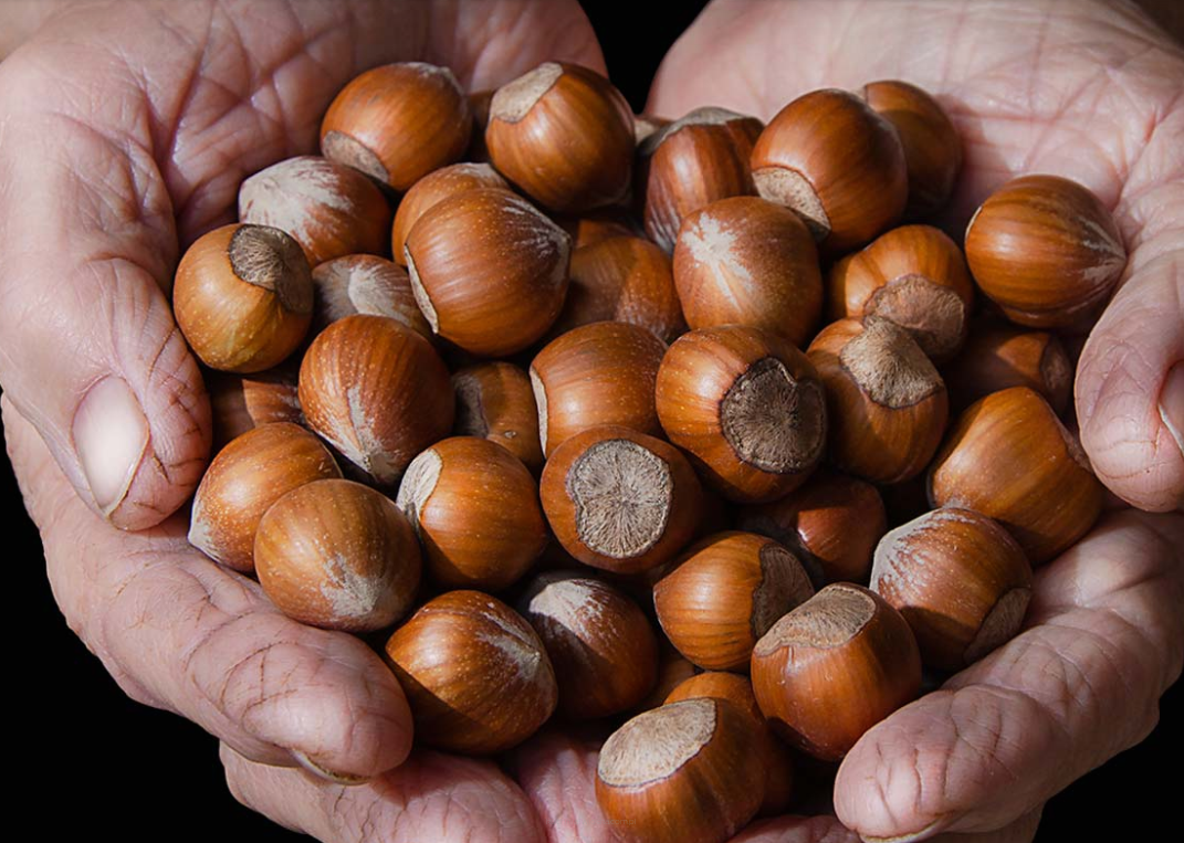 Czym wyróżniają się orzechy laskowe z Piemontu? I co to jest oznaczenie IGP?